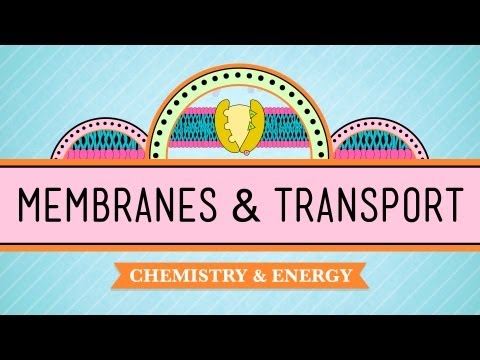 In Da Club - Membranes & Transport: Biology #5