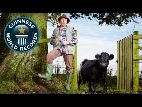 World's Shortest Bull - Meet The Record Breakers - Guinness World Records