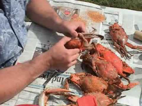 How To Pick Chesapeake Bay MD Steamed Blue Crabs