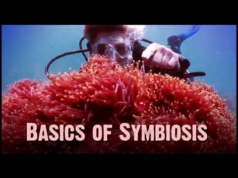 Symbiosis: Mutualism, Commensalism, and Parasitism