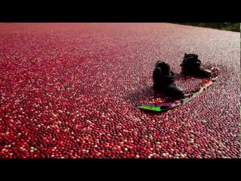 Wakeboarding a cranberry bog - Episode 3 - Red Bull Winch Sessions