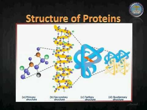 Tertiary and Quaternary Structures of Protein -=: Final :=-