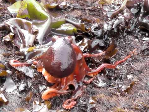 Octopus Walks on Land at Fitzgerald Marine Reserve