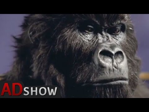 Cadbury's - Wild gorilla drumming on Phil Collins