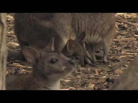 Marsupial Documentary