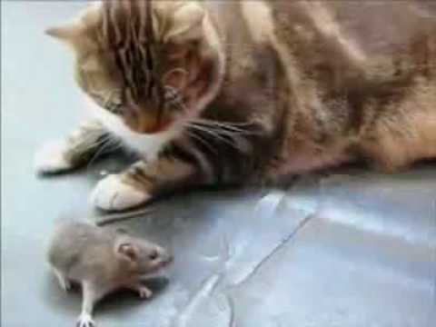 Mouse pretended to be dead