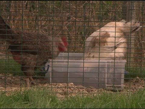 Egg-centric poultry fan opens chicken hotel in Kent called Fowlty Towers