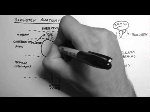 Brainstem Anatomy 1 - Midsagittal Section