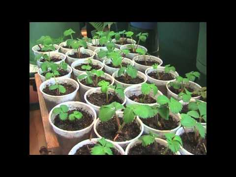 Starting the Garden - Strawberries and Melons!