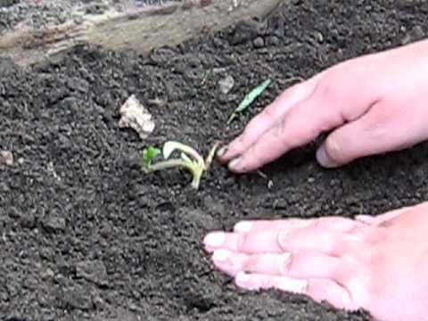 Homestead Series Planting Strawberries