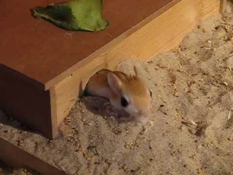 Funny jerboa mouse traffic