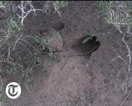 The long-eared jerboa