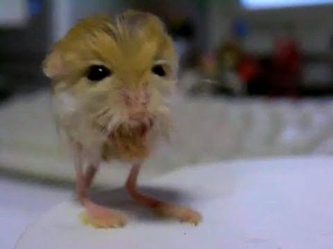 Pygmy Jerboa ...EXPLODING!!!