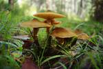 The honey mushroom Armillaria luteobubalina Watling & Kile. Specimen photographed in Dandenong Ranges National Park, Victoria, Australia.