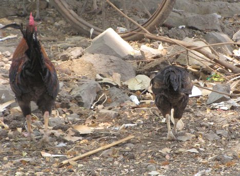 Chicken farming - bird - poultry