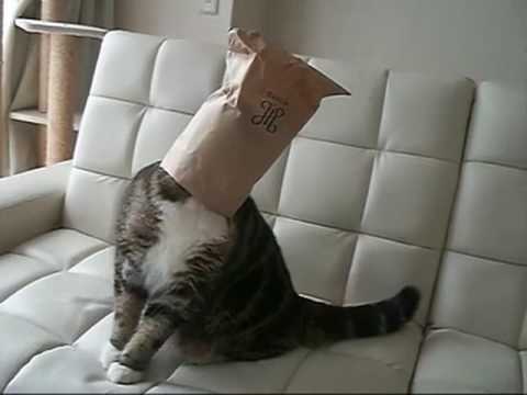 I am Maru. The strangest cat on the planet!