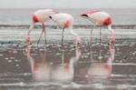 Phoenicoparrus jamesi, a group of James's Flamingos at Laguna Hedionda in Bolivia.