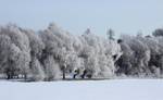 Hoar frost on trees in Laanila, Oulu.