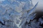 Frost crystals formed naturally on cold glass illustrate fractal process development in a purely physical system