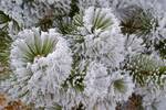 Morning Air Hoar frost on pine trees. Frost is the solid deposition of water vapor from saturated air. It is formed when solid surfaces are cooled to below the dew point of the adjacent air as well as below the freezing point of water.