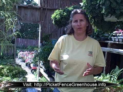 How to grow the 2004 Perennial Plant of the Year Japanese Painted Fern