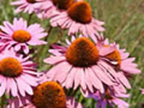 How to plant perennials