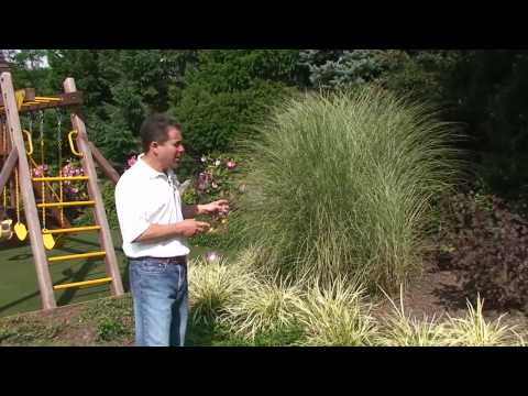 How To Choose Perennial Plants For Your Garden and Landscaping