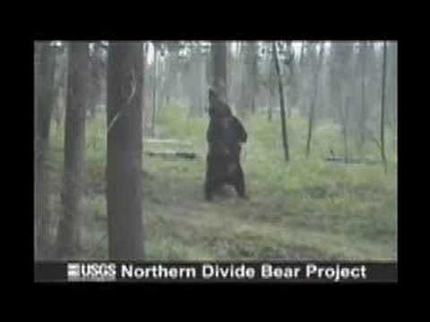 Dancing Bear