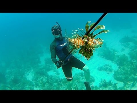 Bahamas Spearfishing 2012 - Part 1 - Narrated by Ted's Holdover