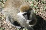 January 6, 2010. Awasa, Ethiopia. Vervet monkey at lakeside park in Awasa, Ethiopia.