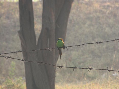 Small green bee-eater - birds - nature