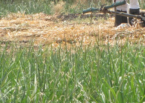 Sugarcane in a farm - agriculture - garden