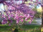 Eastern Redbud Blossoms. Cercis canadensis L. (Eastern Redbud) is a large shrub or small tree native to eastern North America from Southern Ontario, Canada south to northern Florida, United States