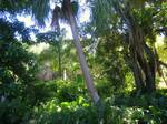 Vizcaya gardens in Villa Vizcaya, 3251 South Miami Avenue, Coconut Grove, Miami, Florida, USA.