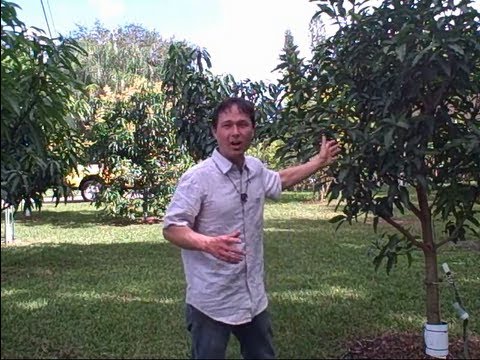 1 Acre Home Orchard in South Florida Yields Over a Thousand of Pounds of Tropical Fruit a Year