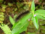 A caterpiller on the leaf of the flower plant in the garden - pest - nature