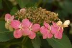 hotograph of a flower head of the Big leaf Hydrangeaen (Hydrangea macrophylla en 'Tokyo Delight'). Photo taken at the Tyler Arboretum where it was identified by species.