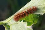 The caterpillar of Ardices canescens eating a Japanese pumpkin leaf in suburban Sydney, NSW, Australia.