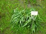 This is not Grindelia squarrosa, which has a characteristic leaf shape. Something else grew next to the label.