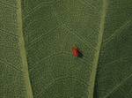 An unidentified red mite on the leaf underside of the Tulip Tree