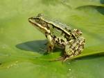 A specimen of Rana esculenta sitting on a nympheae leaf, living in a garden pond.