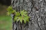 Palmately compounded leafs