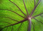 Underside of taro leaf (Colocasia esculenta), backlit by direct sunlight. Growing in a backyard in Auckland, New Zealand.