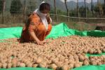 A Kashmiri woman sorts through walnuts for the domestic and overseas market Banks of Dal Lake in Srinagar on August 23, 2012.