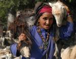 A nomad woman with a Goat on her shoulder marching towards warm zone of jammu with her herd of cattle banks of Dal Lake in Srinagar on 03, September 2012. Nomads make a biannual move in a year to graze their cattles in summer they come to kashmir while in winter they go to jammu green pastures.