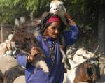 A nomad woman with a Goat on her shoulder marching towards warm zone of jammu with her herd of cattle banks of Dal Lake in Srinagar on 03, September 2012. Nomads make a biannual move in a year to graze their cattles in summer they come to kashmir while in winter they go to jammu green pastures.