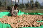 A Kashmiri man sorts through walnuts for the domestic and overseas market Banks of Dal Lake in Srinagar on August 23, 2012.