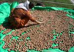 A Kashmiri woman sorts through walnuts for the domestic and overseas market Banks of Dal Lake in Srinagar on August 23, 2012.