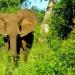 Central African Ivory Wars Ravage Elephant Population