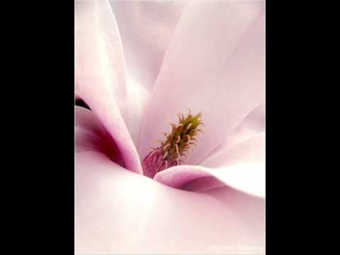 Magnolia ~ JJ Cale